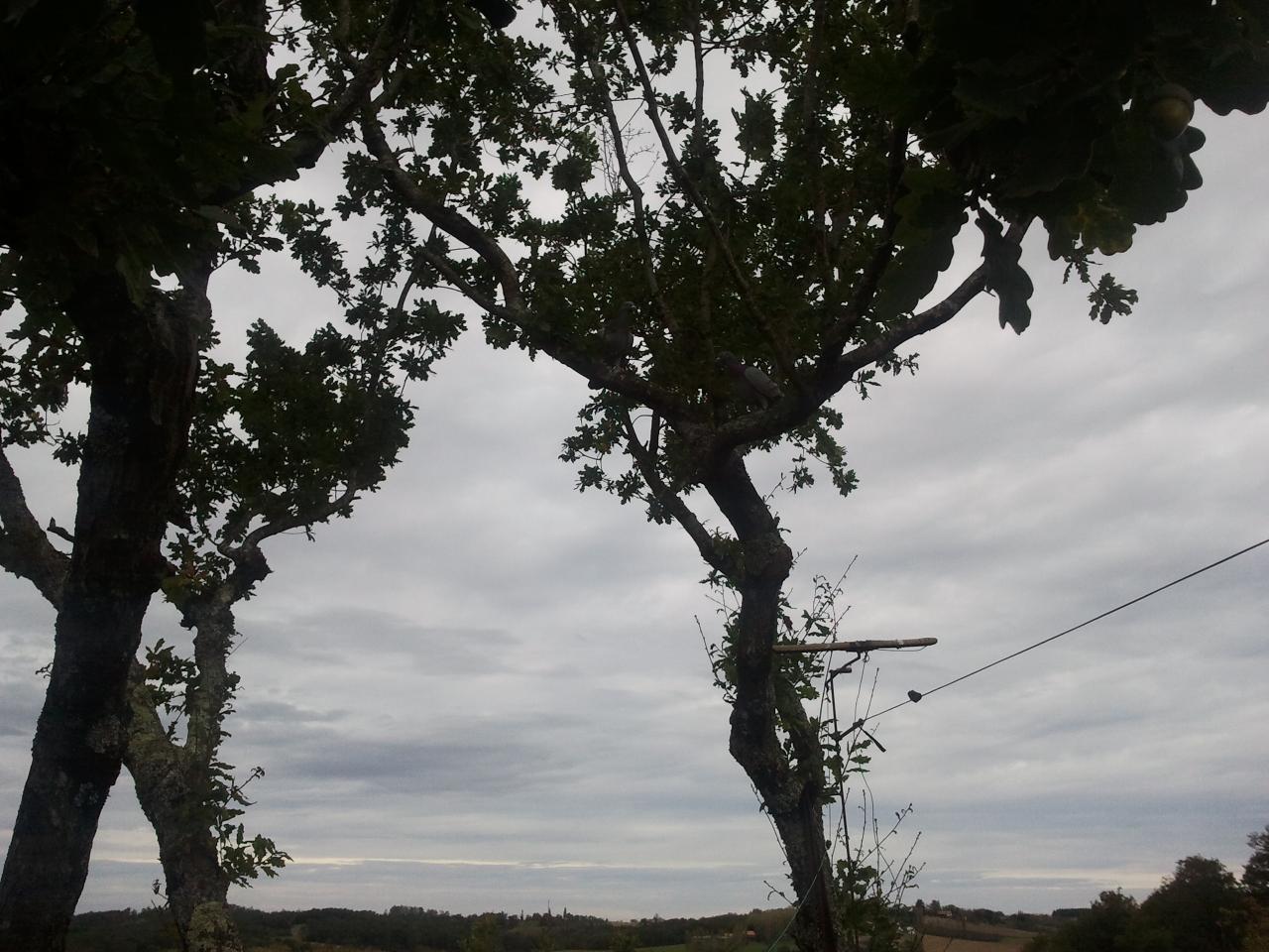 Les volants se reposent dans les arbres