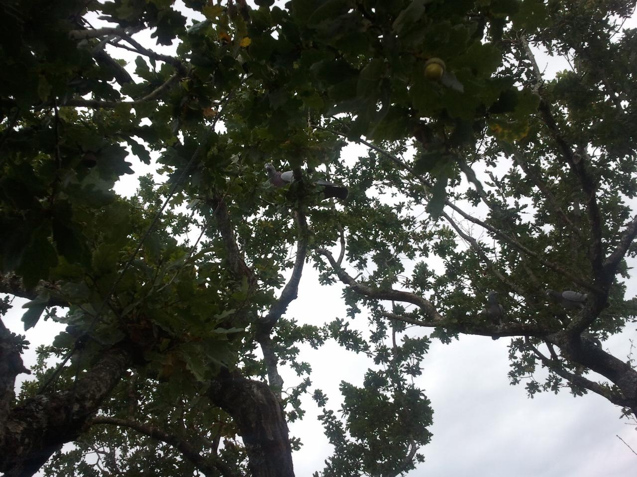 Les volants se reposent dans les arbres