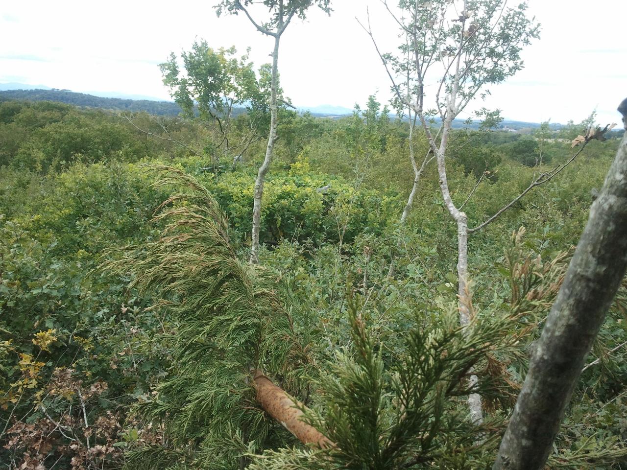 Paysage de verdure