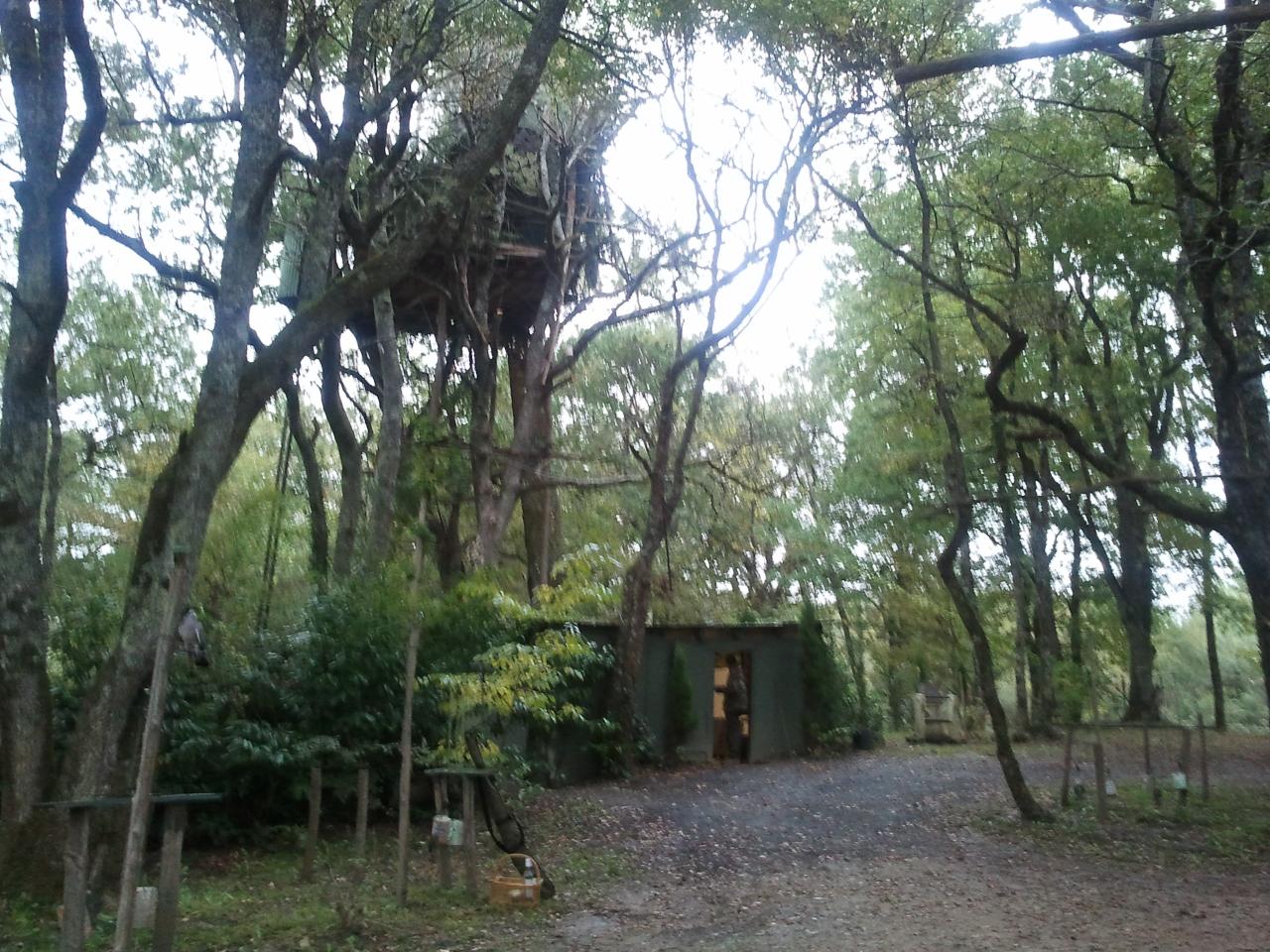 Cela rapelle notre jeunesse, les cabanes dans les arbres