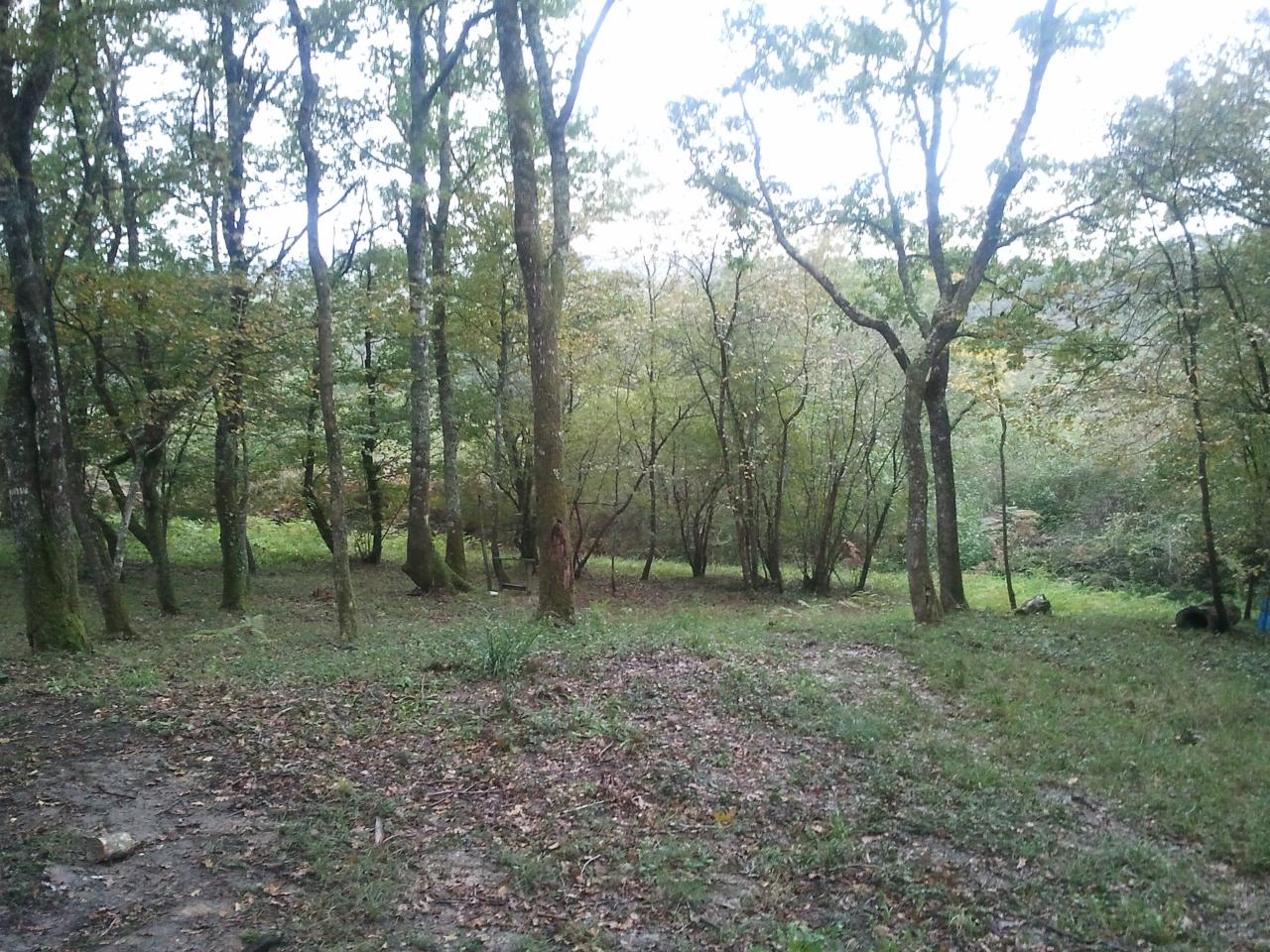 Quel beau sous bois !!
