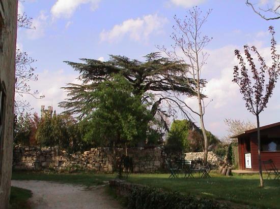 Cédre Centenaire