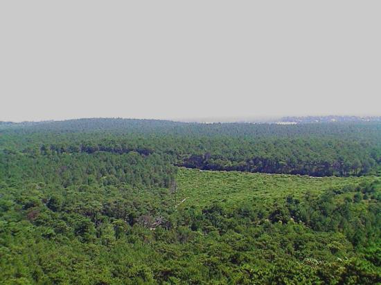 La forêt de pins d'Aquitaine